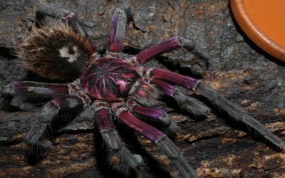 Xenesthis Sp Tenebris Tarantula
